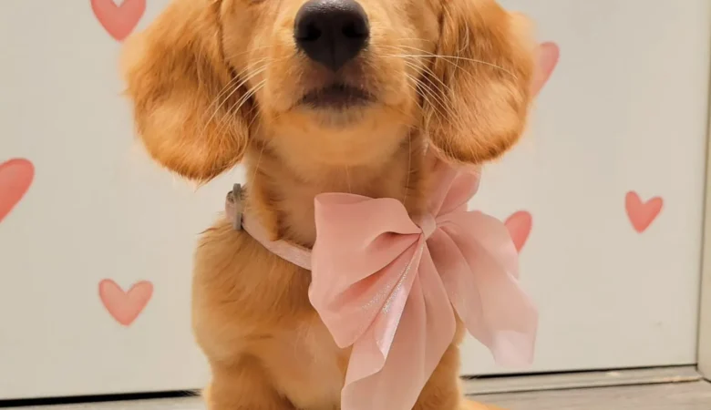 CHARCHAR, Female Cream Dachshund