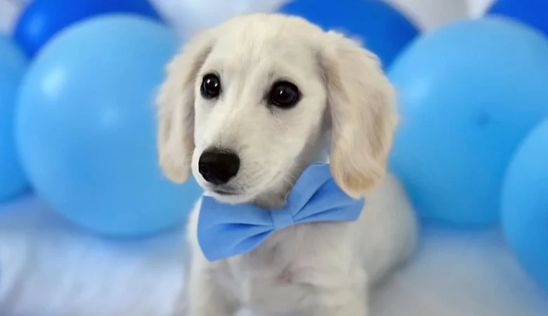 CHESTER, Male Cream Dachshund