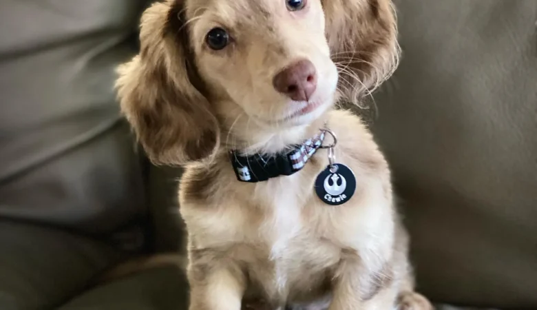 CHEWIE, Male Dapple Dachshund