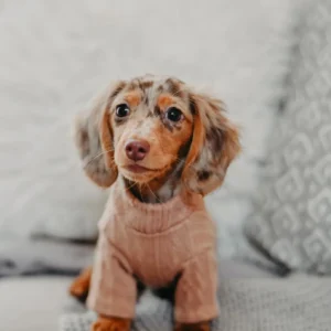 chocolate dapple miniature dachshund