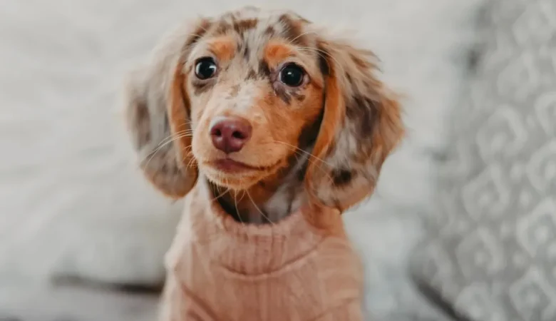 DARCY, Female Dapple Dachshund