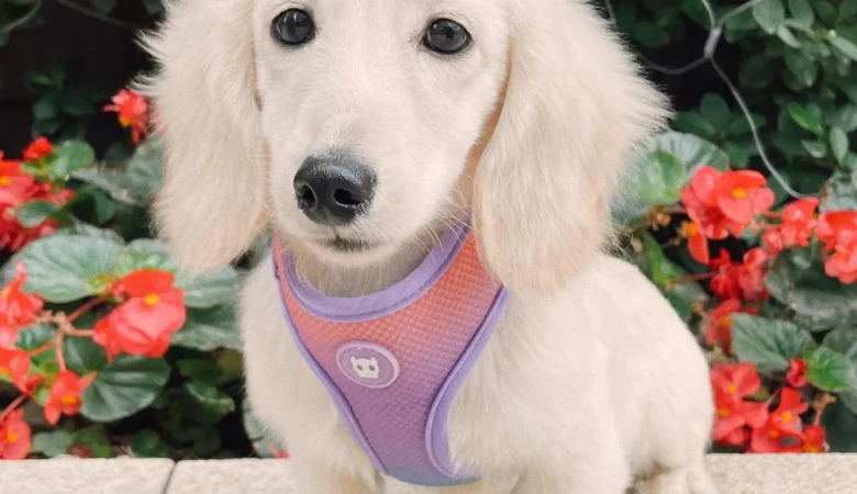 DUMBO, Male Cream Dachshund