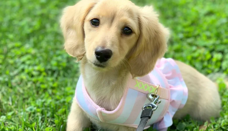 FINNEGAN, Male Cream Dachshund