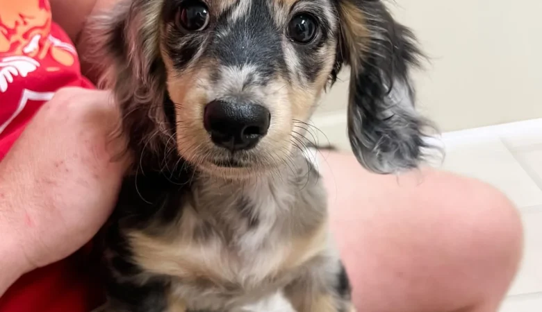 FRANKIE, Male Dapple Dachshund