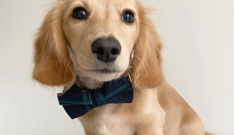 FRANS, Male Cream Dachshund