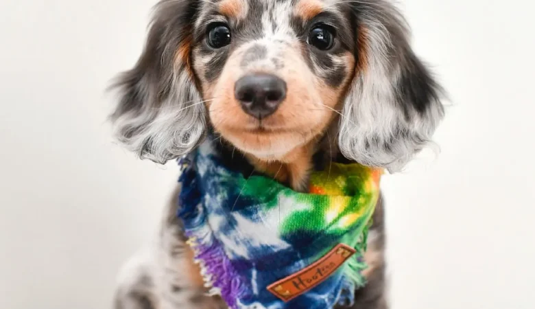 HARLOW, Female Dapple Dachshund