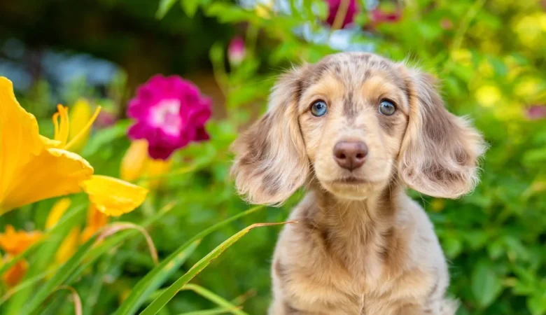 HONEY, Female Dapple Dachshund