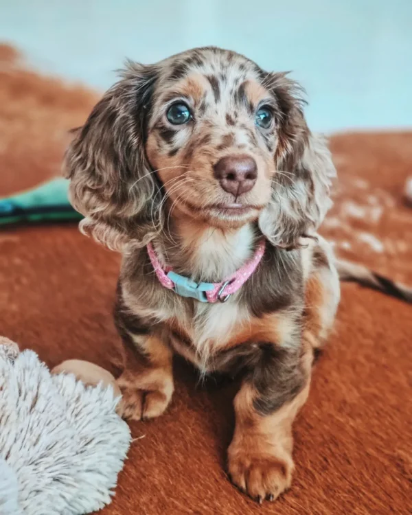 dapple dachshund blue eyes