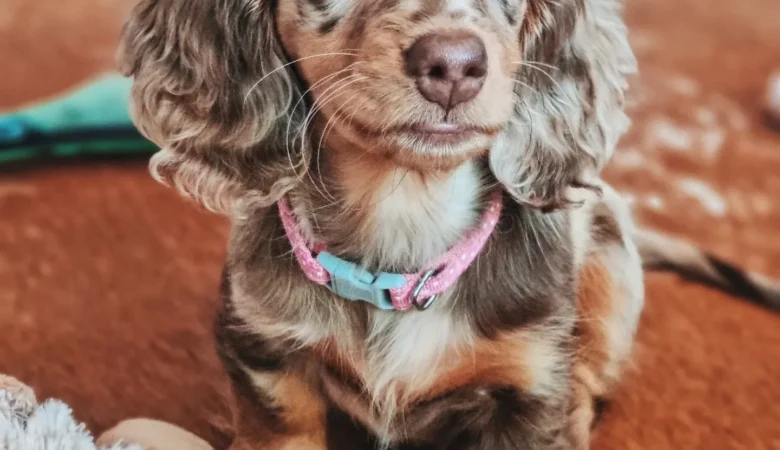 JIP, Male Dapple Dachshund