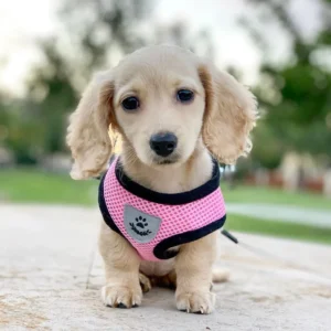 cream mini dachshund puppies for sale