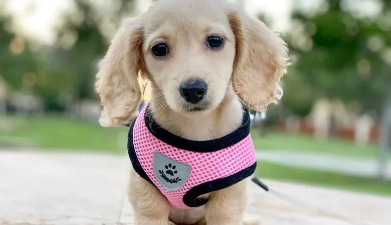 LUNA, Female Cream Dachshund