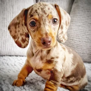 short haired dapple dachshund