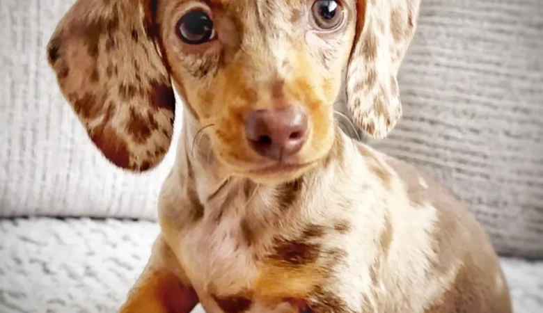 MABEL, Female Dapple Dachshund