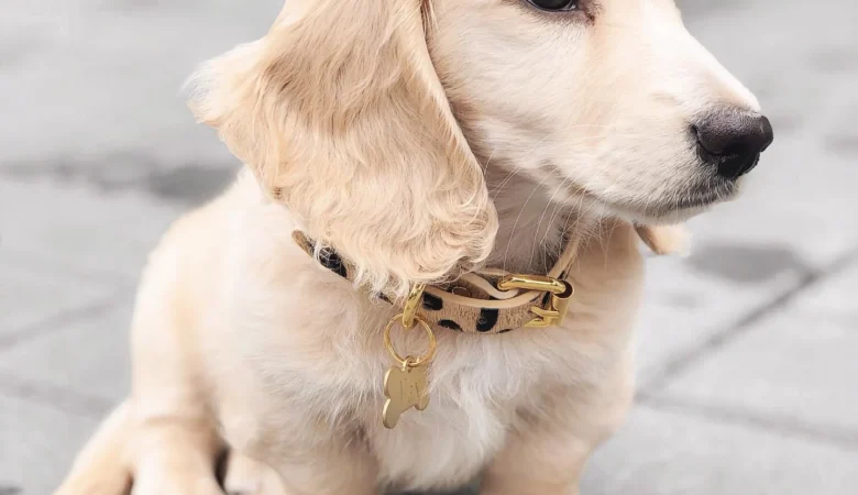 MAX, Male Cream Dachshund