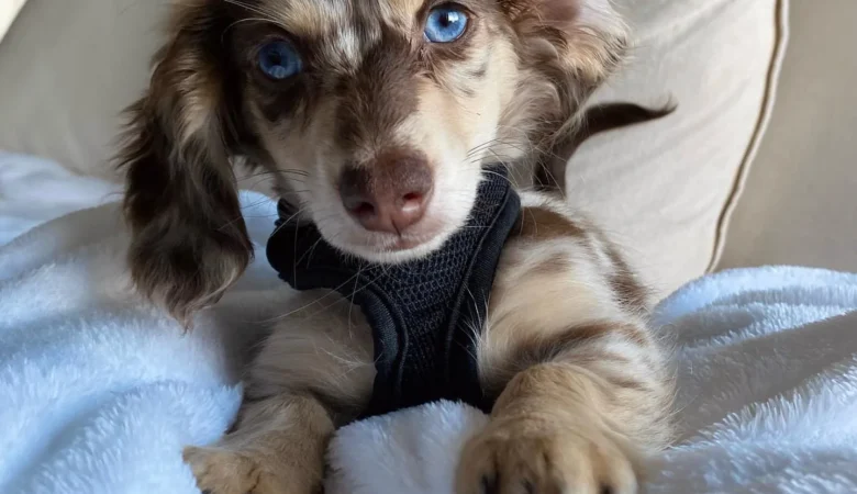 MIPHA, Male Dapple Dachshund