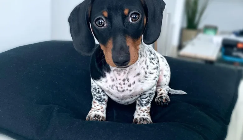 MOO, Male Dapple Dachshund