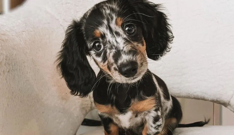 MYLO, Male Dapple Dachshund