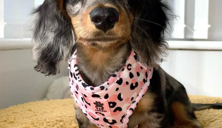 NALA, Female Dapple Dachshund