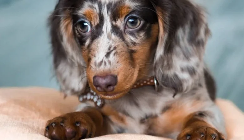 NALLY, Female Dapple Dachshund