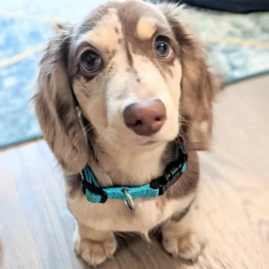 silver dapple mini dachshund