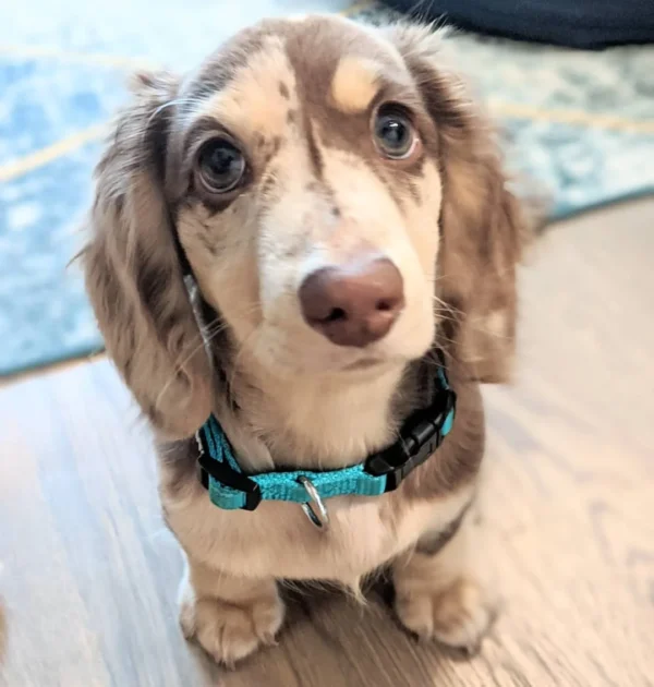 silver dapple mini dachshund