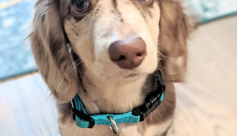 OLIVER, Male Dapple Dachshund