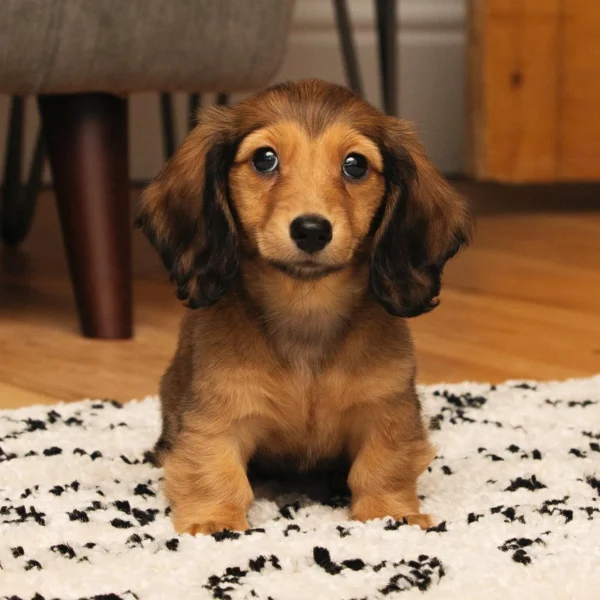 english cream long haired dachshund