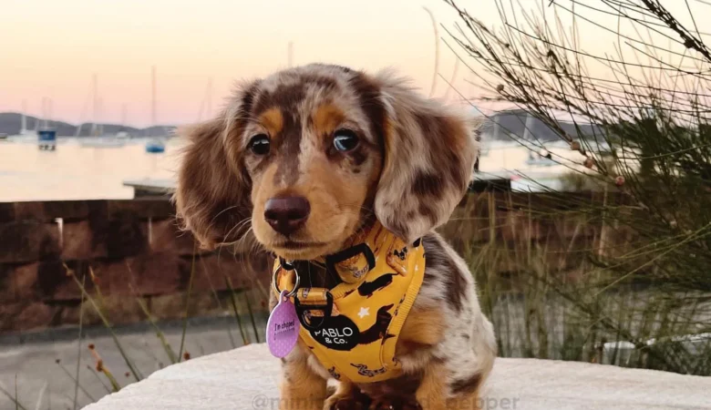 PEPPER, Female Dapple Dachshund