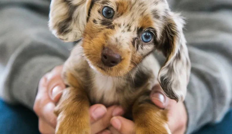 ROSIE, Female Dapple Dachshund