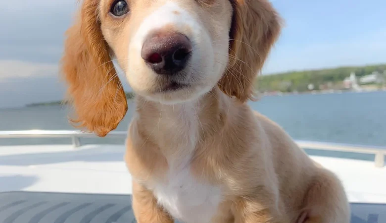 RUFUS, Male Cream Dachshund