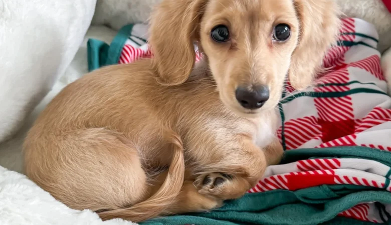 SAIGE, Male Cream Dachshund