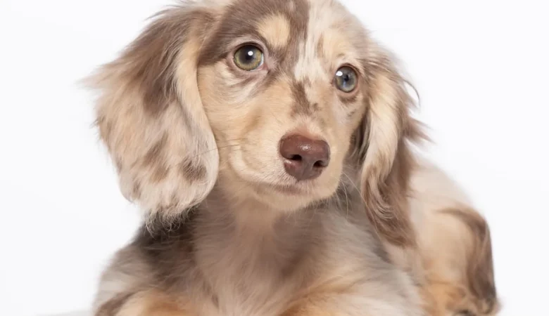 SKYE, Male Dapple Dachshund