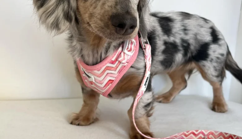 WILMA, Female Dapple Dachshund