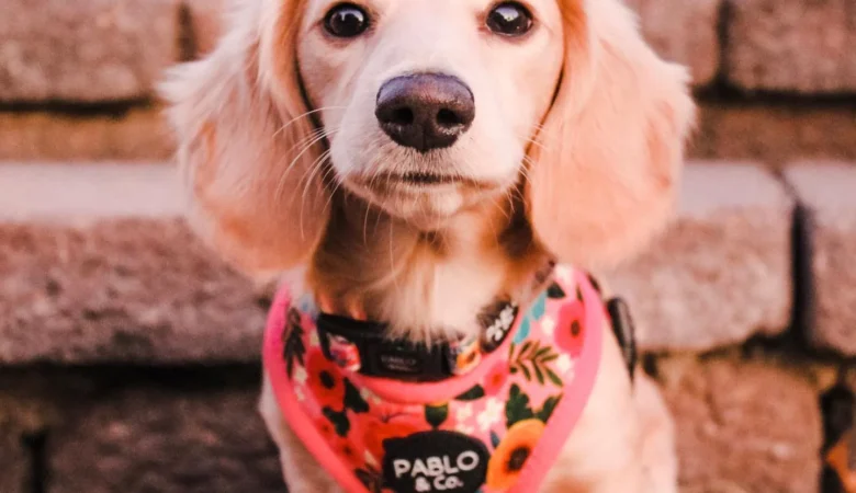 WINNIE, Female Cream Dachshund