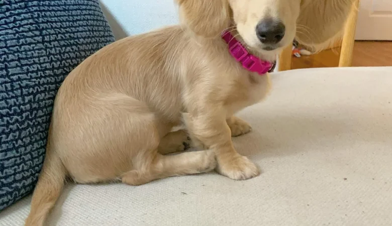 WINNY, Female Cream Dachshund