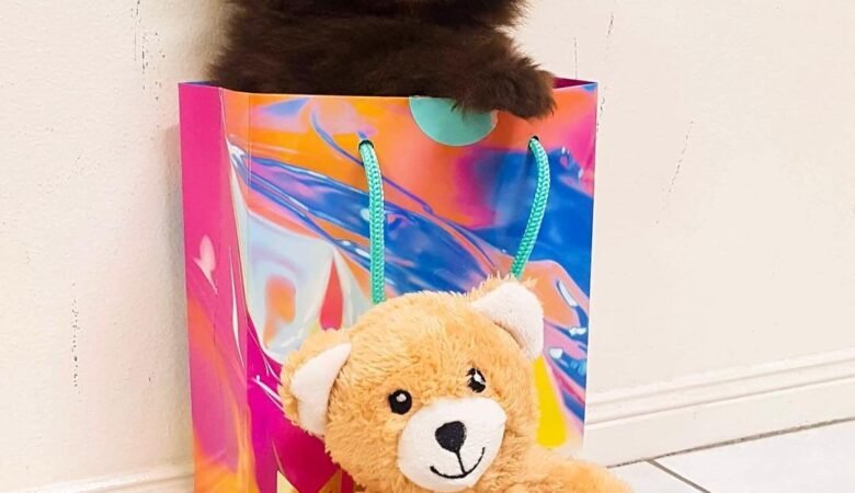 LOUIE, Female Teacup Pomeranian Puppy