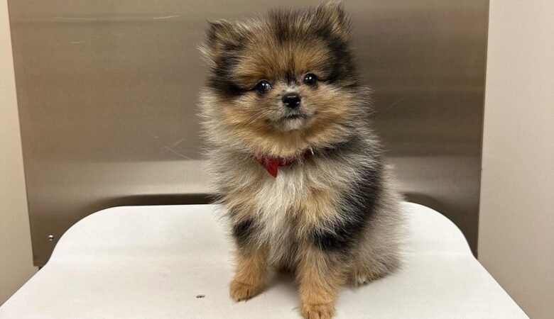 KIWI, Male Miniature Pomeranian Puppy