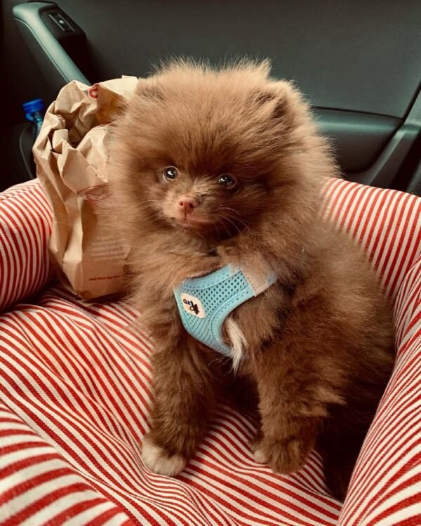 toy pomeranian puppies for sale