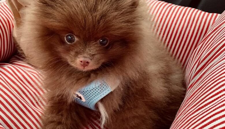 HENRI, Female Teacup Pomeranian Puppy