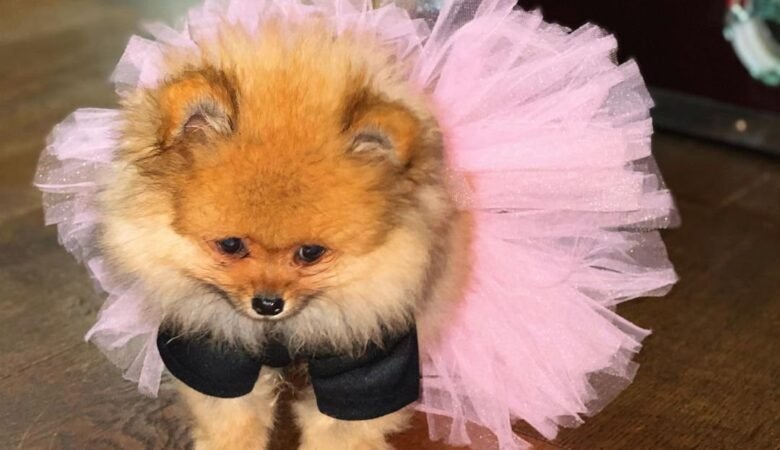 TALULAH, Female Miniature Pomeranian Puppy