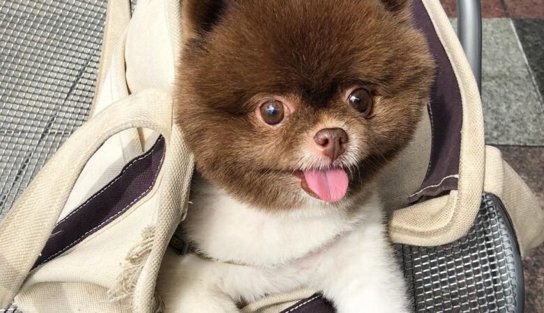 PENNY, Female Standard Pomeranian Puppy