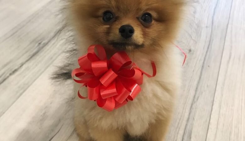 HUGO, Female Standard Pomeranian Puppy