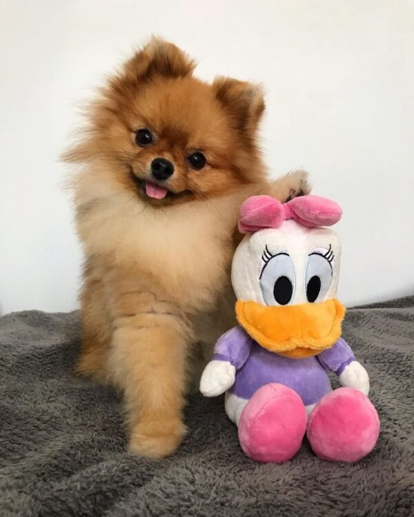 eskimo pomeranian puppies for sale