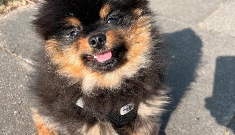 MONCHI, Male Standard Pomeranian Puppy