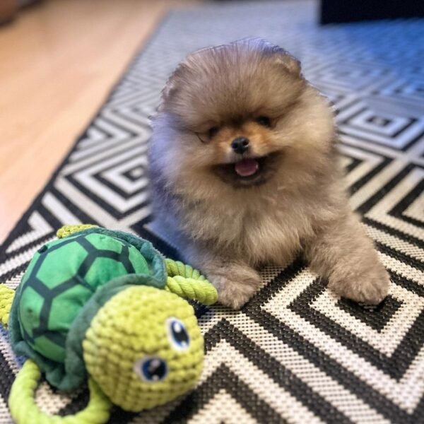 mixed pomeranian puppies for sale