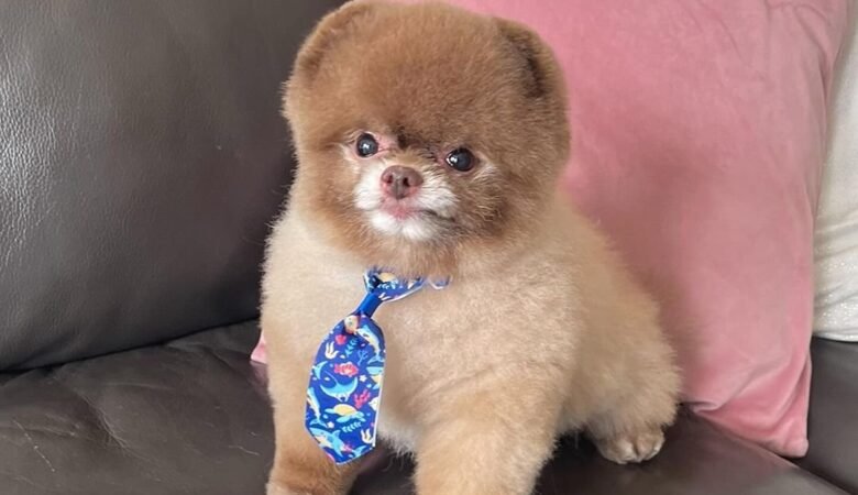 BEAR, Male Teacup Pomeranian Puppy