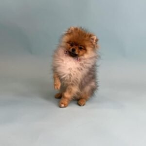 cheap pomeranian puppies for sale