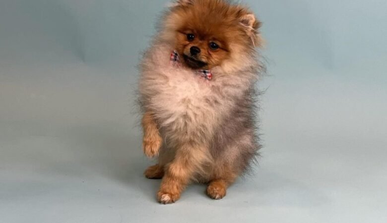 WOODY, Female Standard Pomeranian Puppy