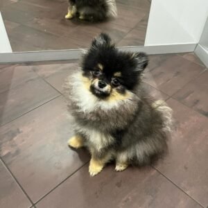 black and tan pomeranian puppies for sale