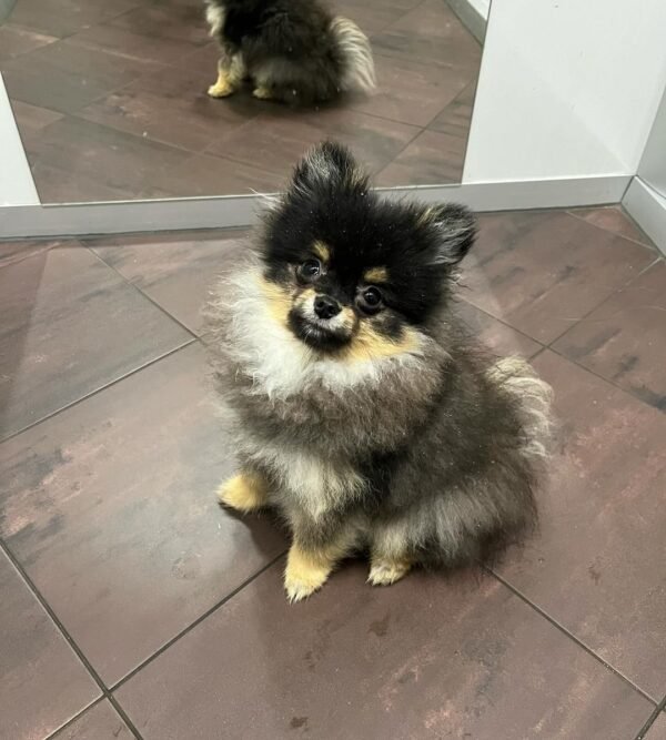 black and tan pomeranian puppies for sale